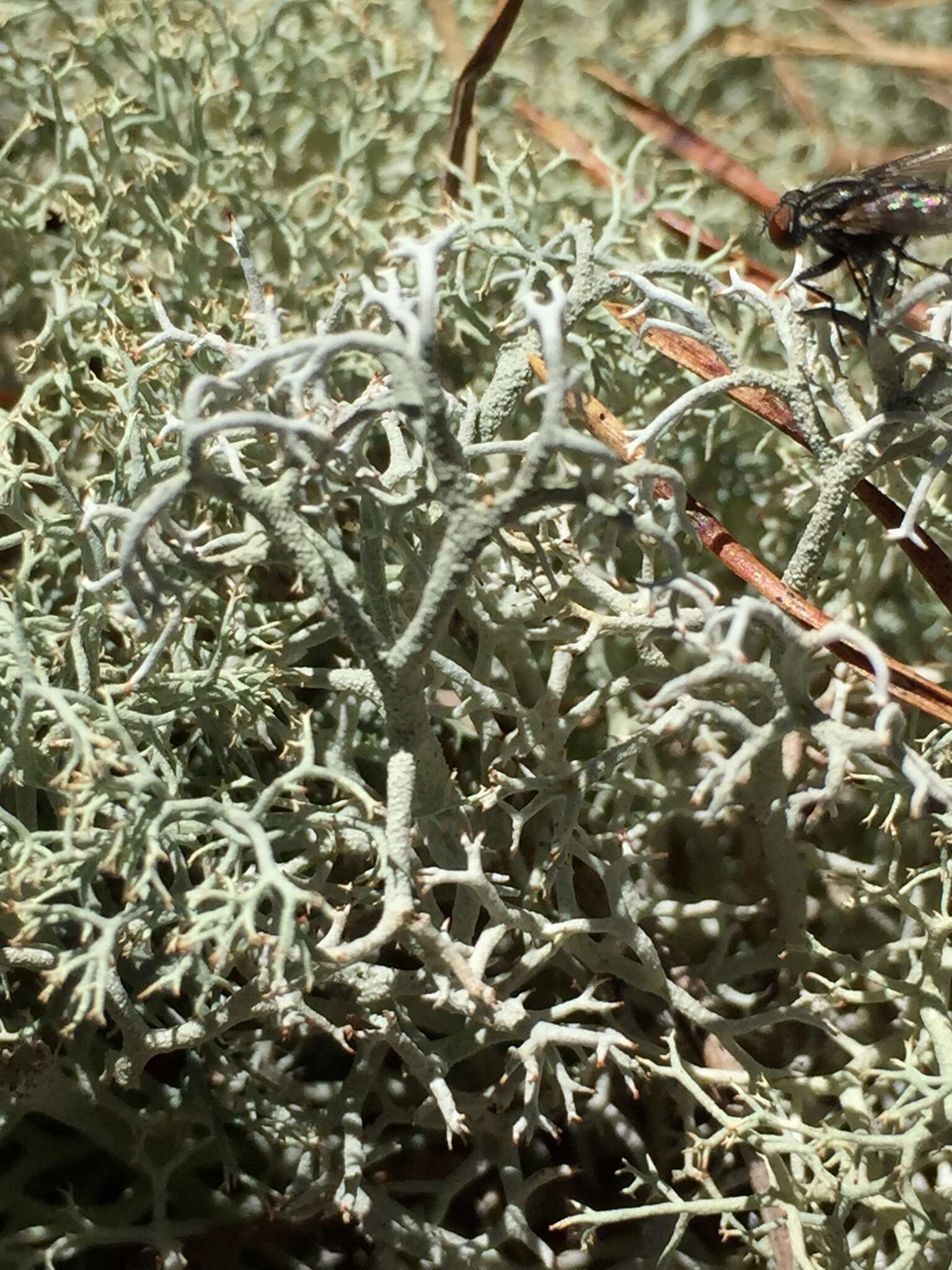 Image de Cladonia subtenuis (Abbayes) A. Evans