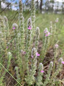 Слика од Stachydeoma