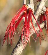 صورة Melaleuca protumida Craven & R. D. Edwards