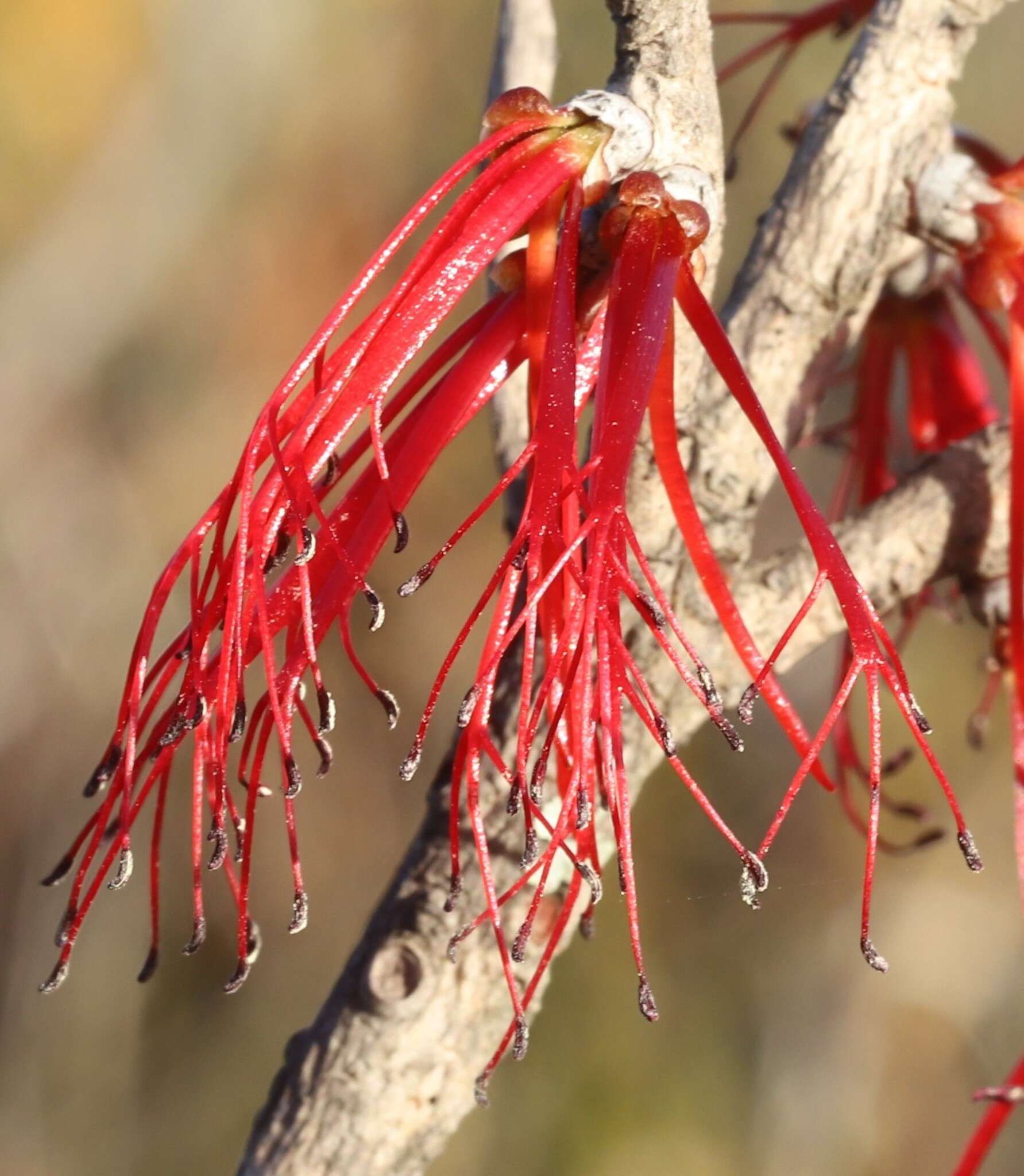 صورة Melaleuca protumida Craven & R. D. Edwards