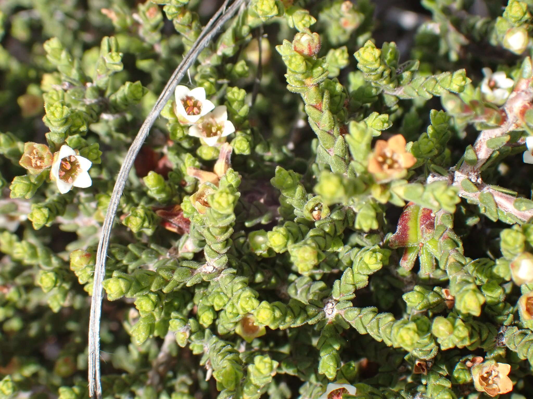 Image of Diosma apetala (Dümmer) I. Williams