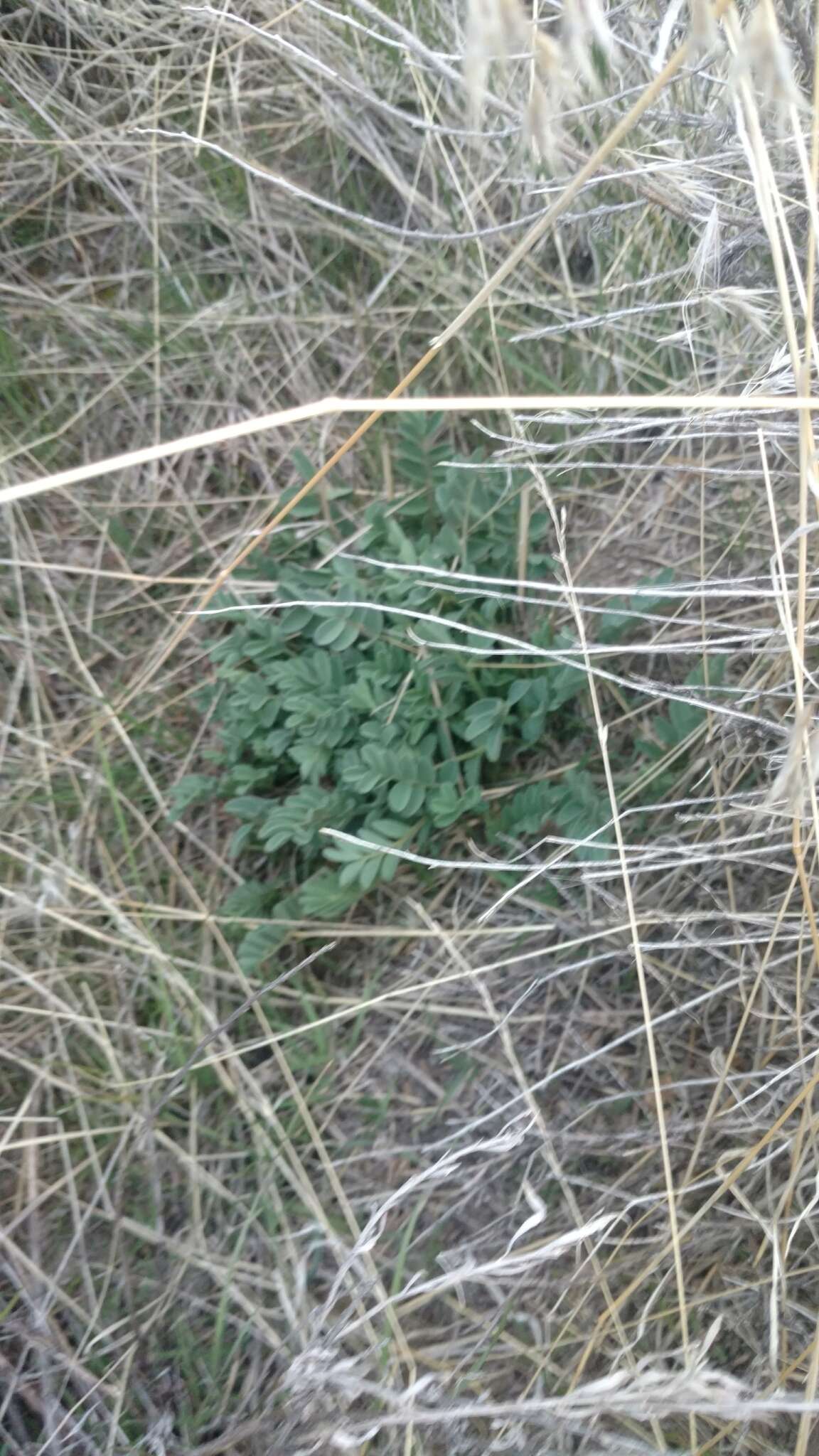 Слика од Astragalus cibarius Sheld.