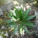 Image of Agave doctorensis L. Hern. & Magallán