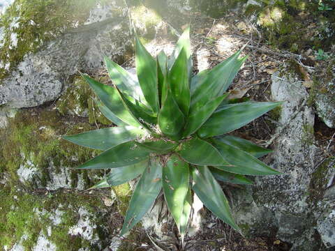 Слика од Agave doctorensis L. Hern. & Magallán