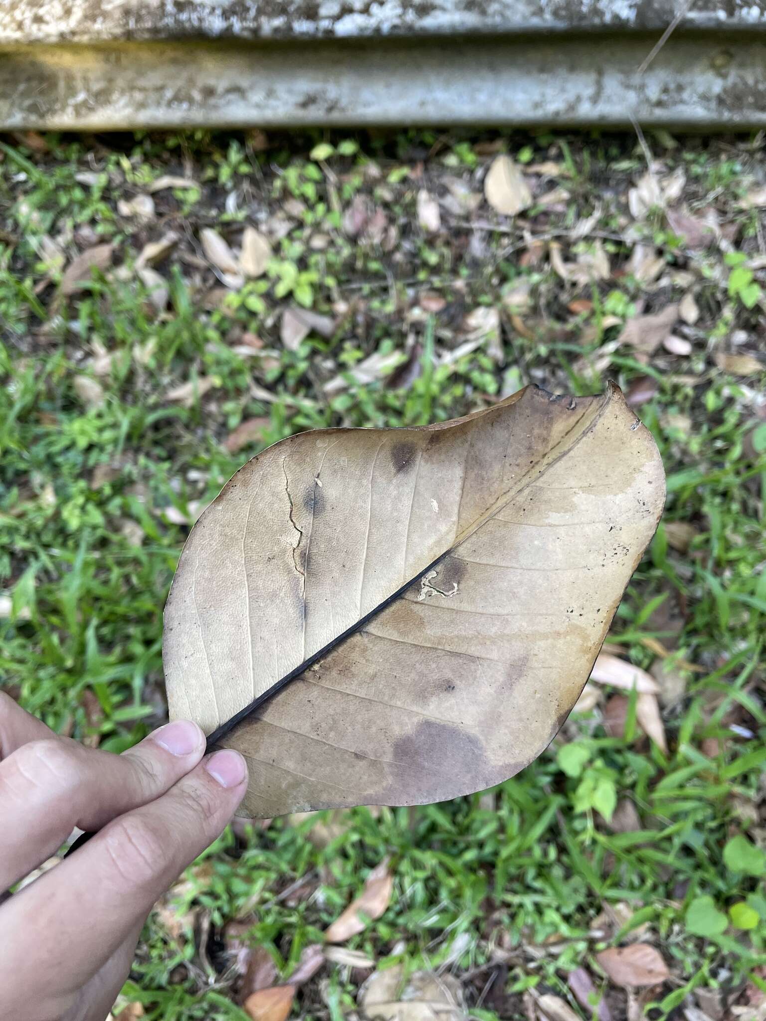 Image of Laurel Magnolia