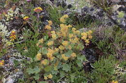 Image of Alchemilla caucasica Buser