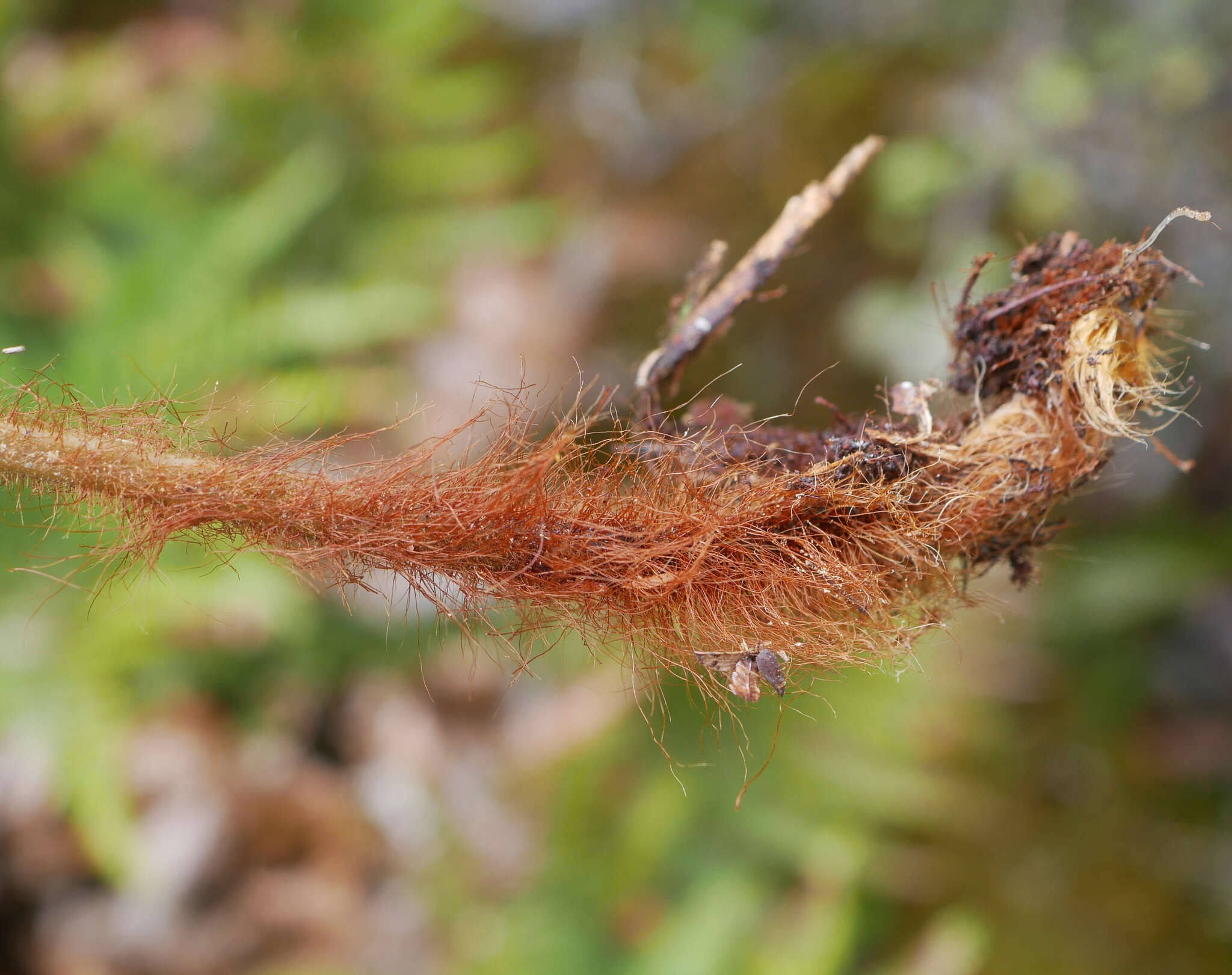 Image of Dicksonia lanata Col.