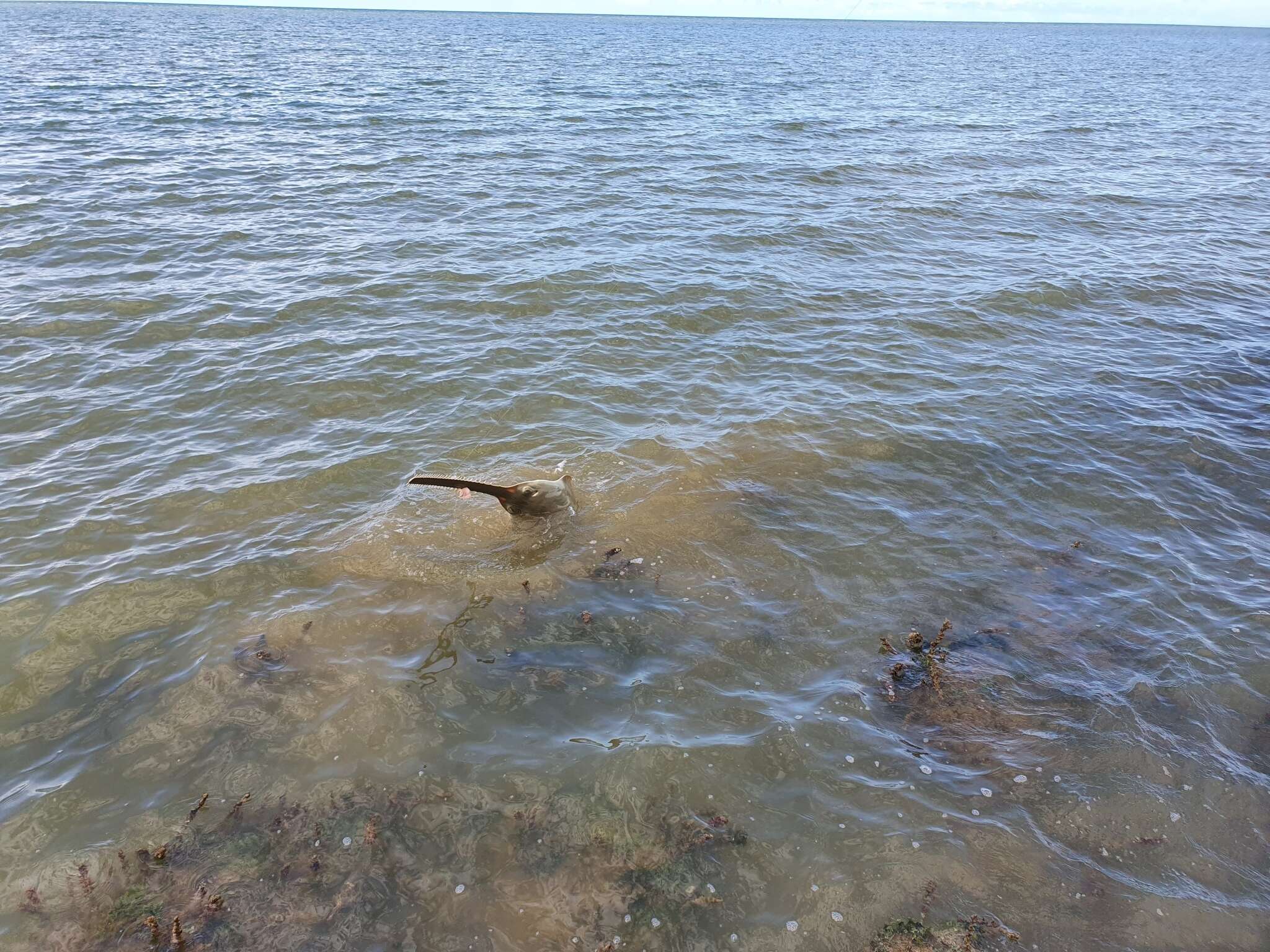 Image of Green Sawfish