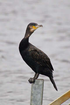 Image of Black Shag