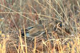 Image of Granada Hare