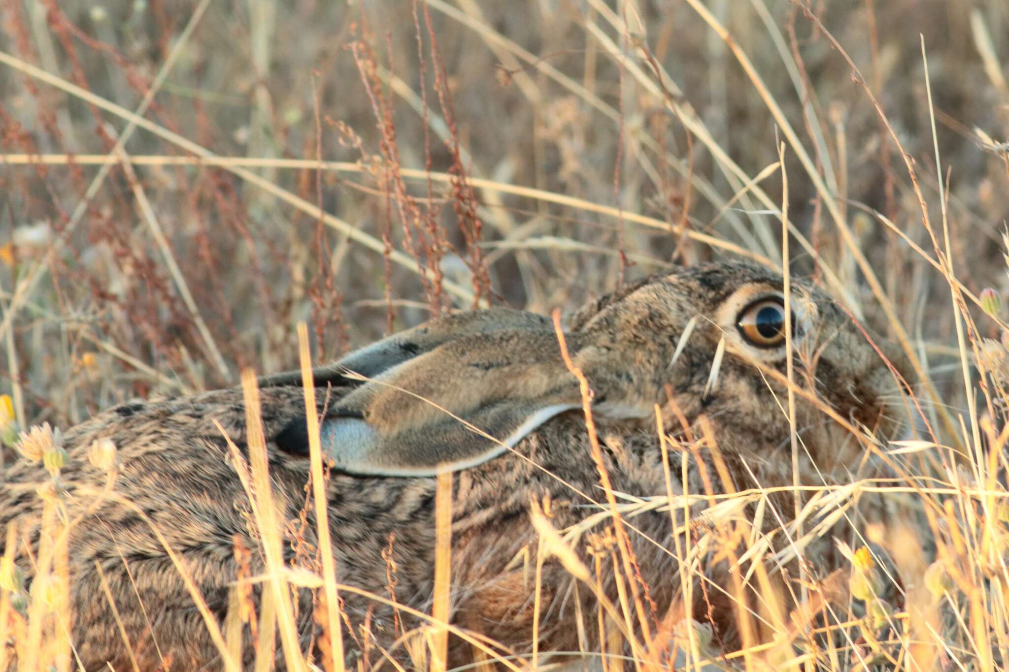 Image of Granada Hare
