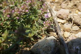 صورة Thymus callieri Borbás ex Velen.