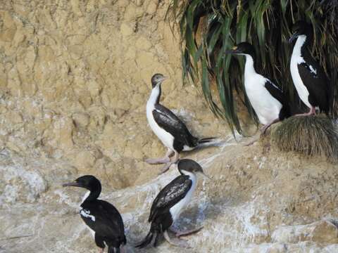 Image of New Zealand King Shag