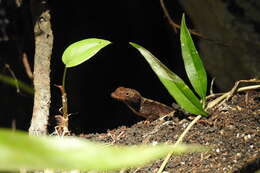 Image of Anolis tropidonotus Peters 1863