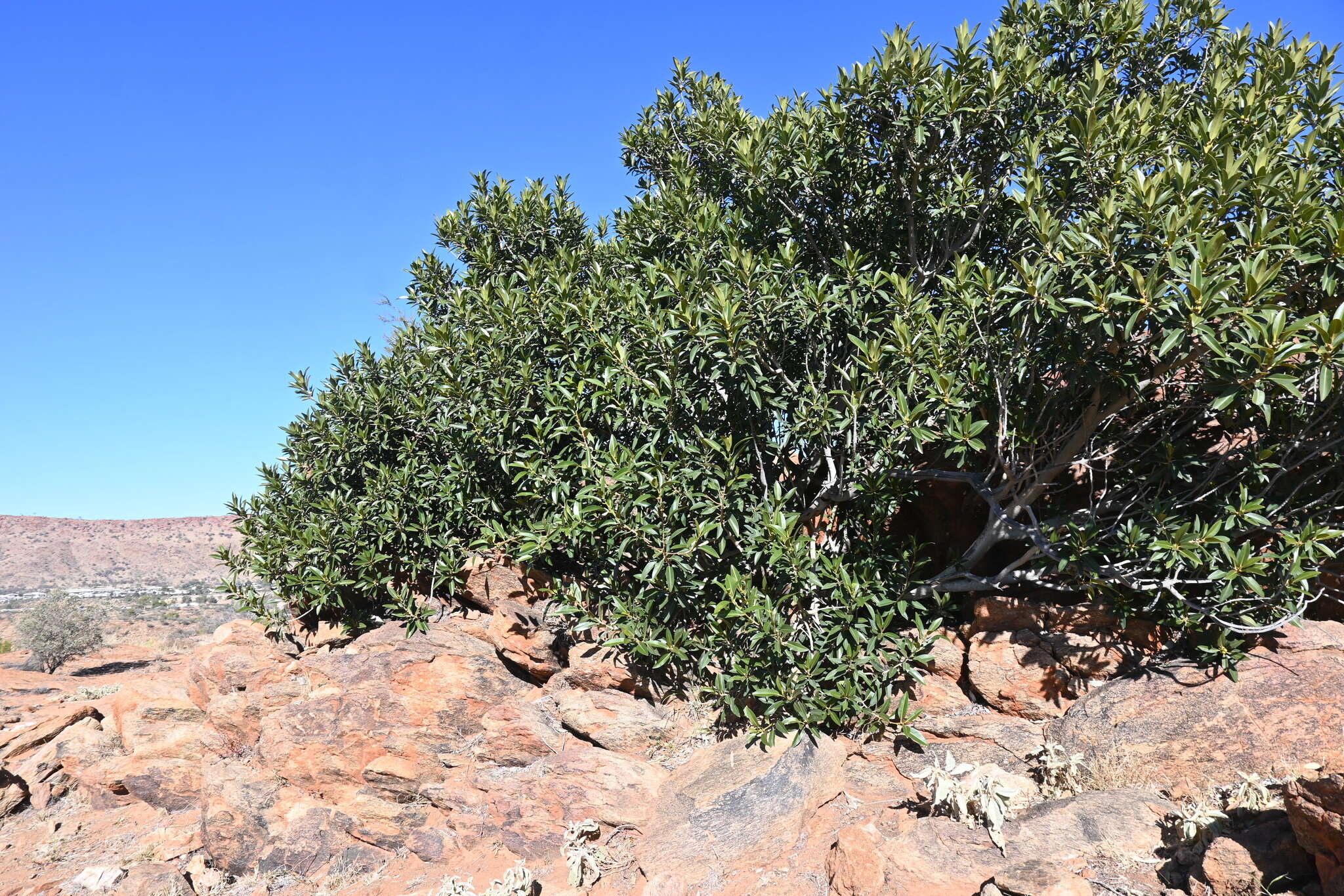 Imagem de Ficus desertorum