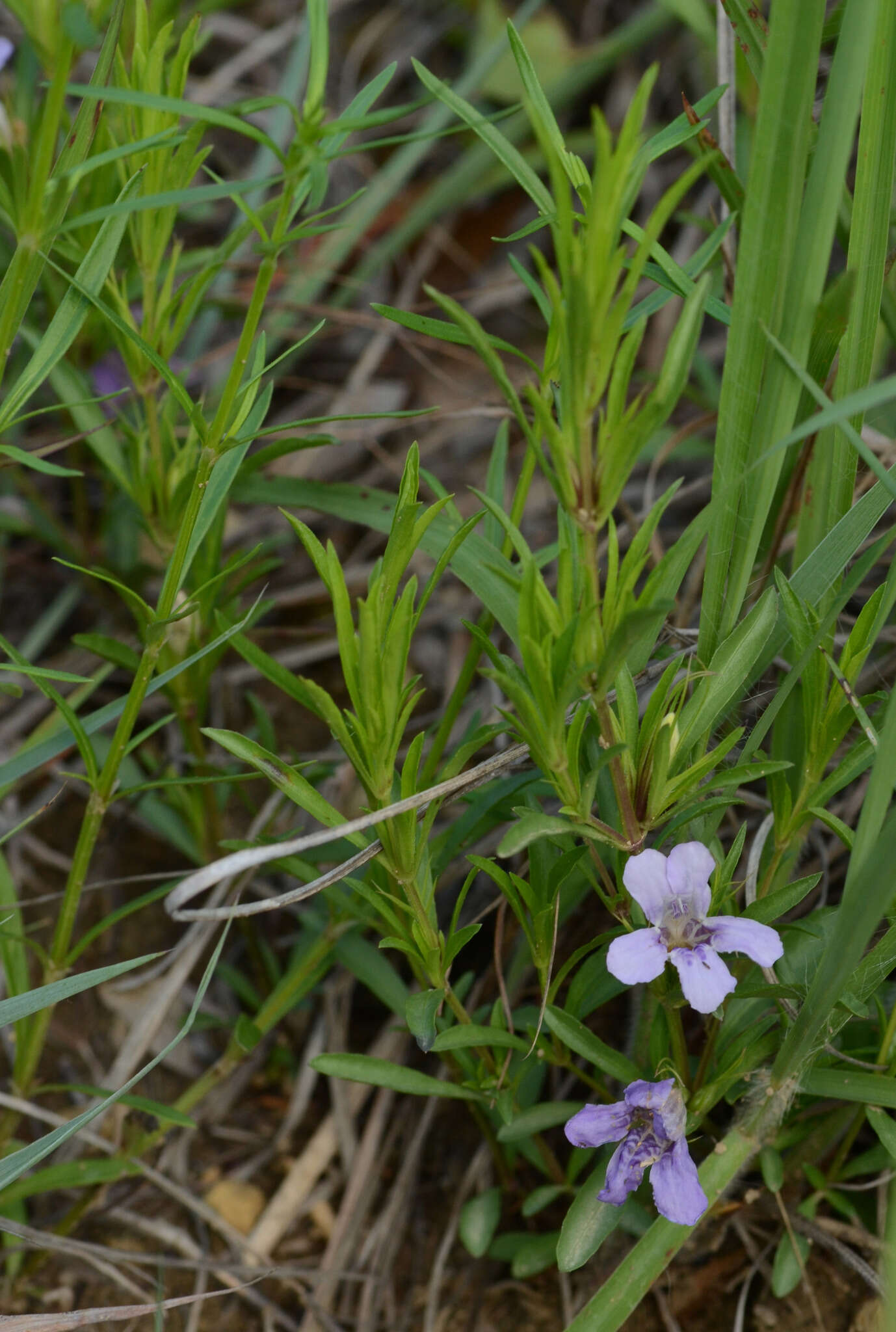 Plancia ëd Dyschoriste linearis (Torr. & Gray) Kuntze