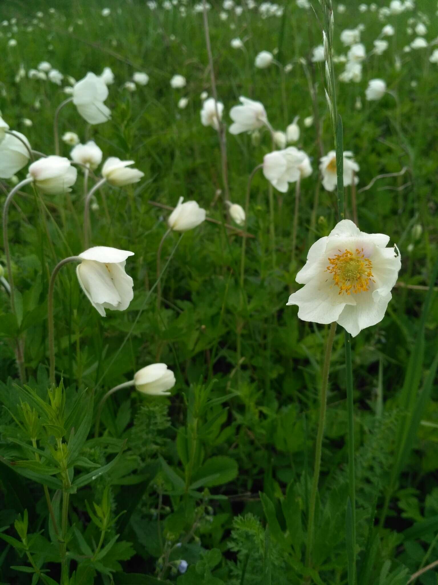 Anemone sylvestris subsp. sylvestris的圖片