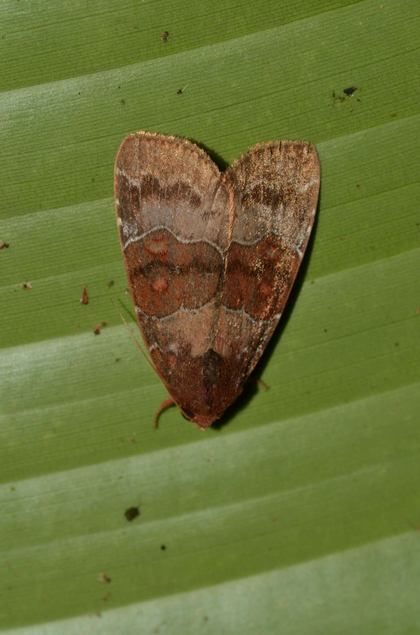 Image de Hampsonodes mastoides Hampson 1910