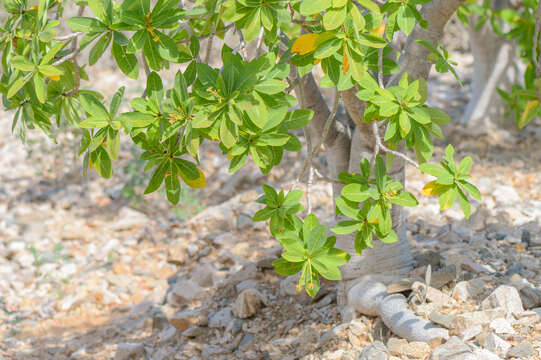 Image of Jatropha unicostata Balf. fil.