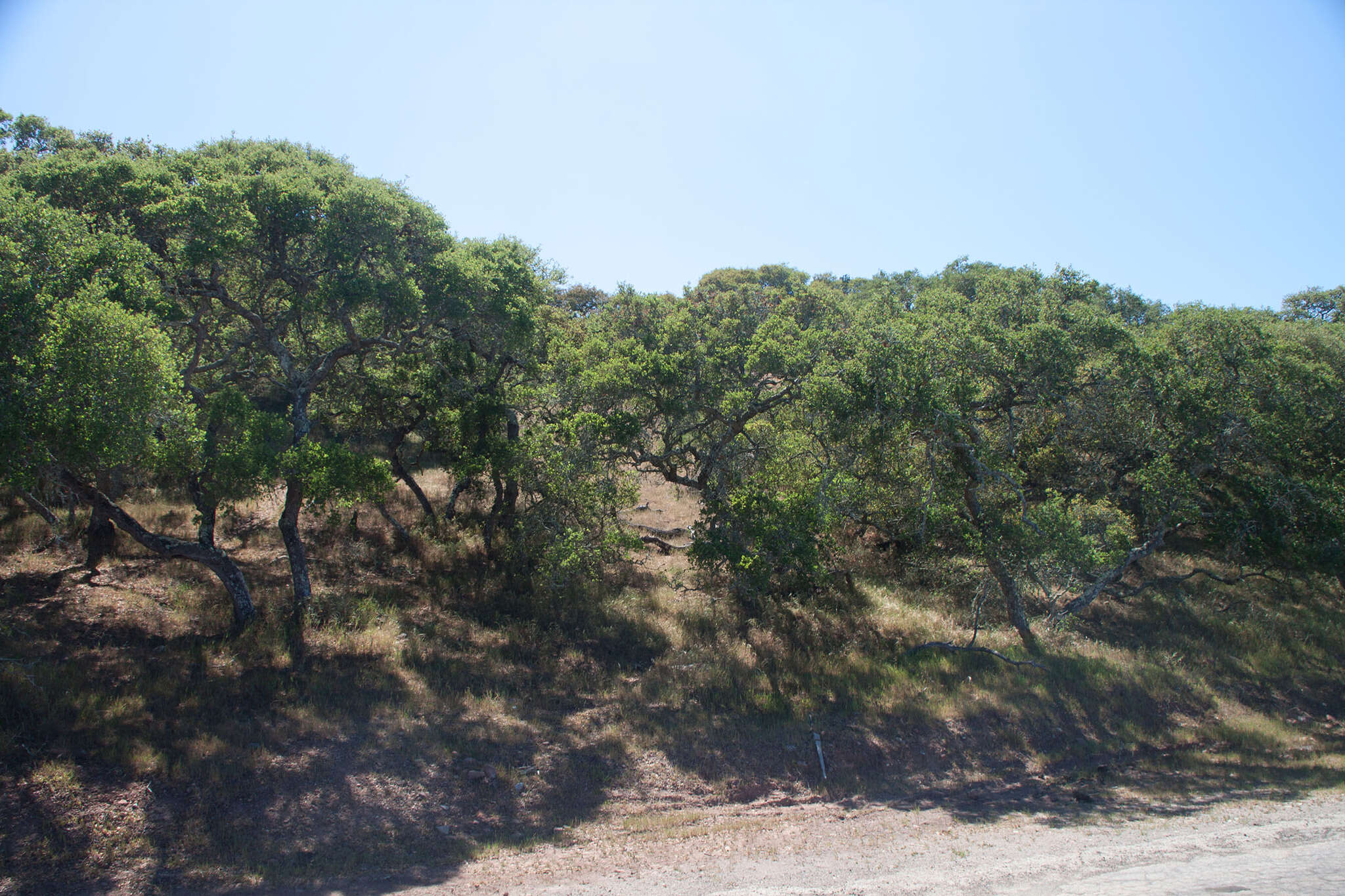 Image of Channel Island Scrub Oak
