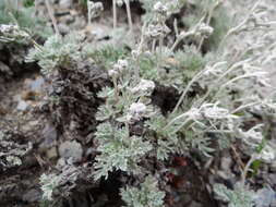 Image of Artemisia kawakamii Hayata