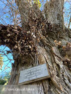 Image of Populus nigra var. italica (Moench.) Koehne