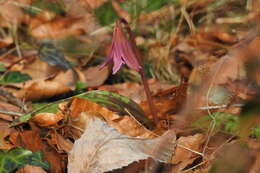 Image of Dog tooth lily