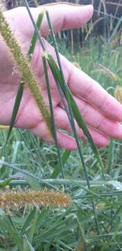 Image of Common bristle grass