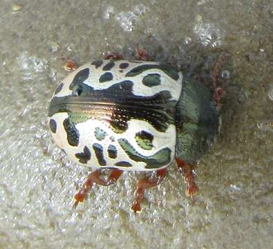 Image of Calligrapha (Calligrapha) ignota Brown 1940