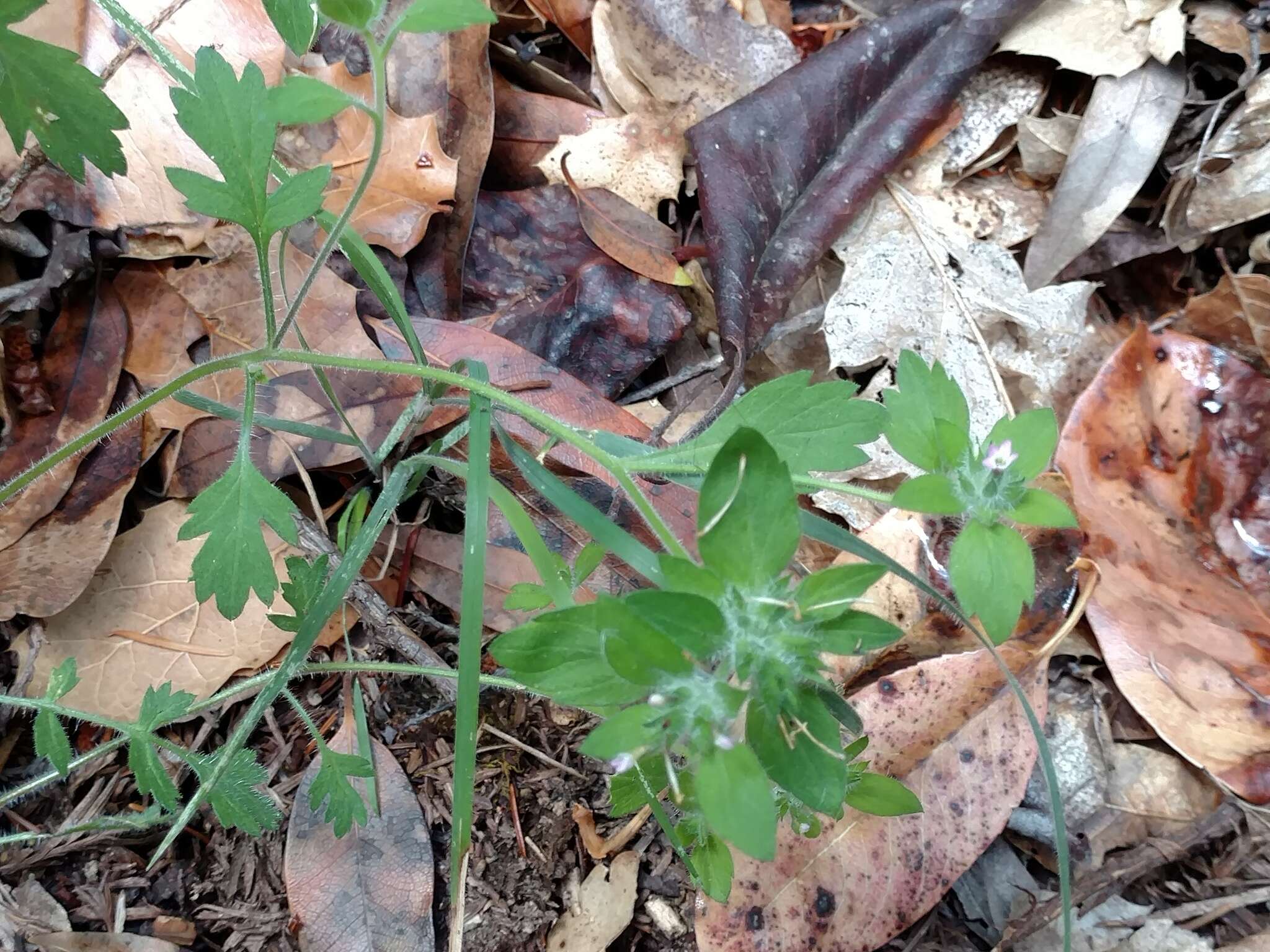 Image of variableleaf collomia