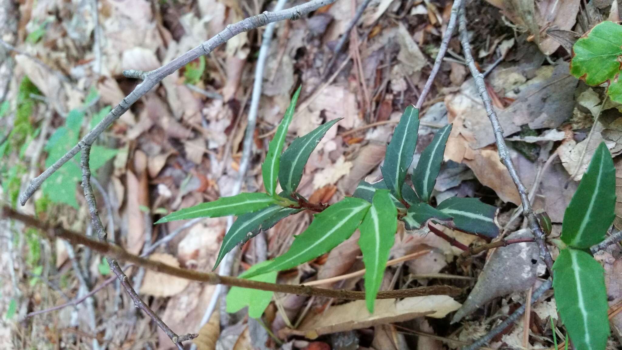 Image of striped prince's pine