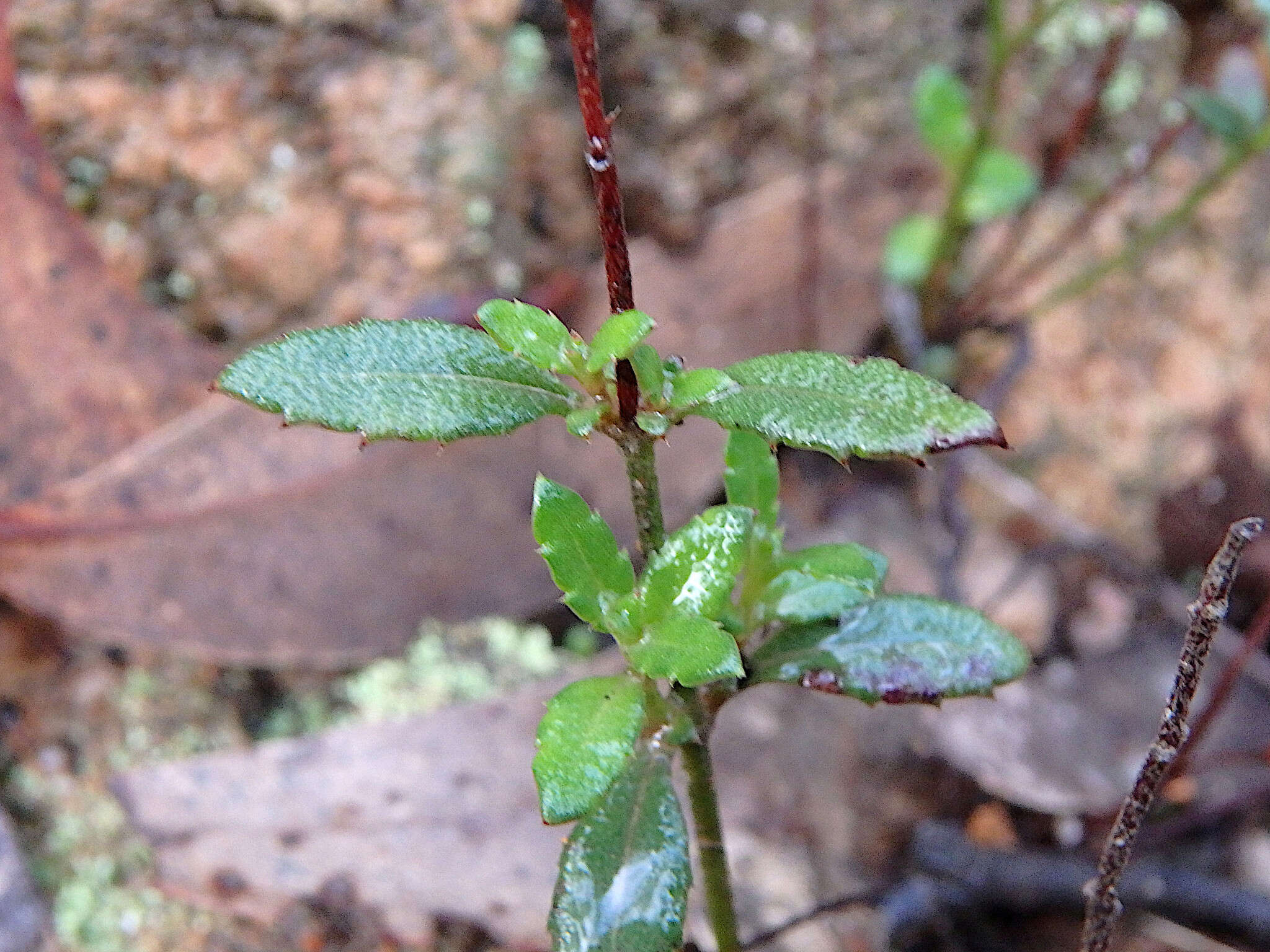 Image of Gonocarpus tetragynus Labill.