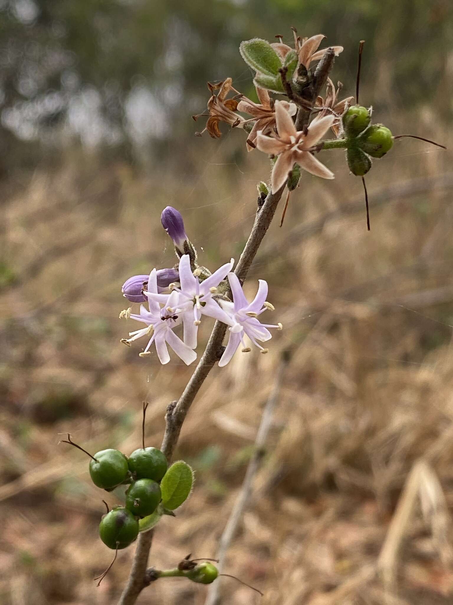 Image de Ehretia amoena Klotzsch