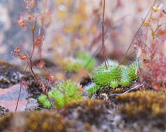 Image of Stylidium soboliferum F. Müll.