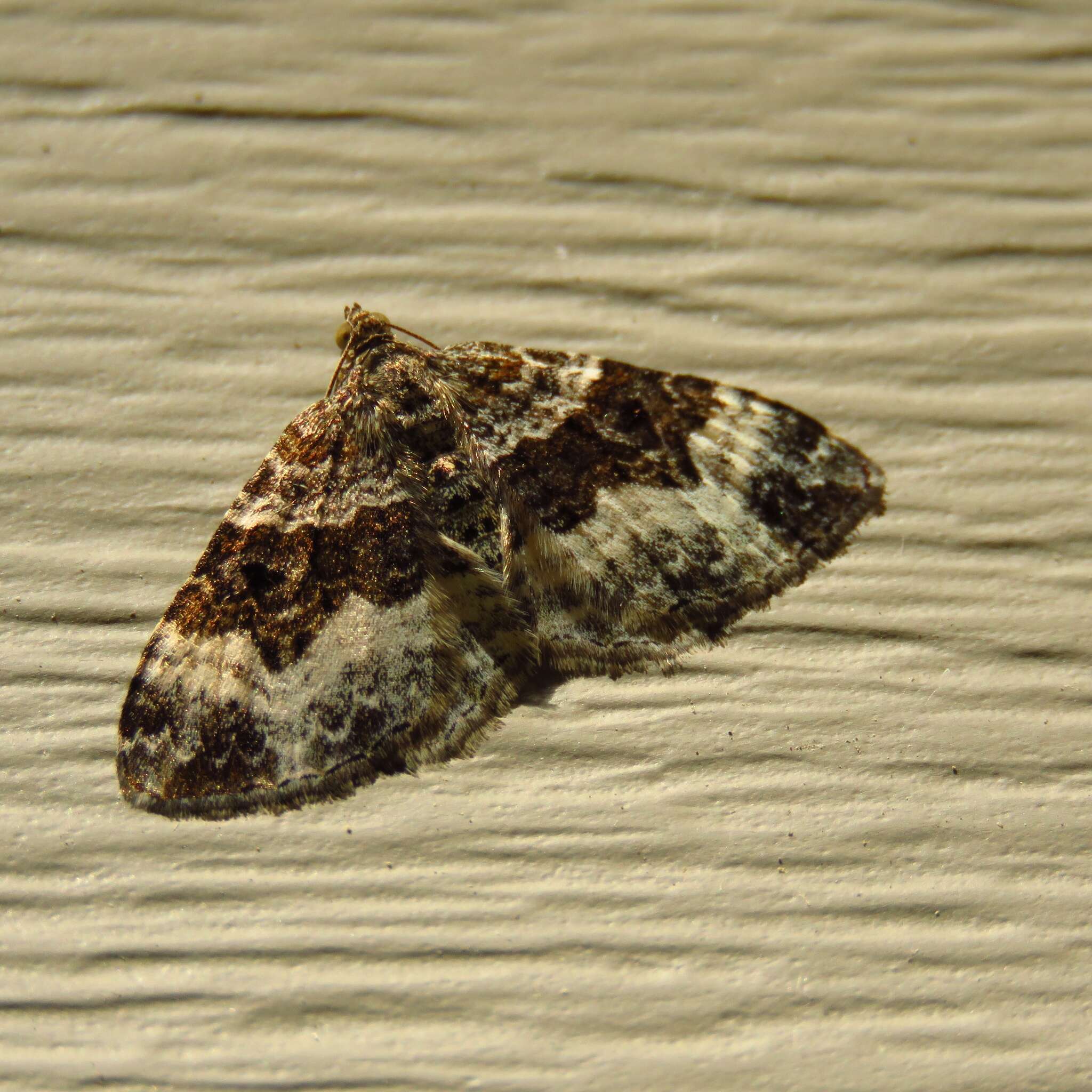 Image of common carpet