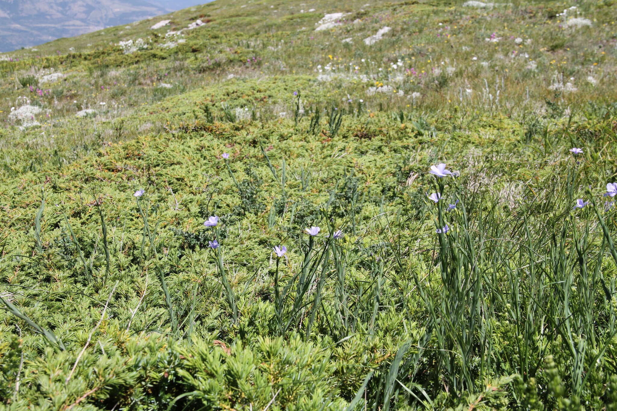 Imagem de Linum nervosum Waldst. & Kit.