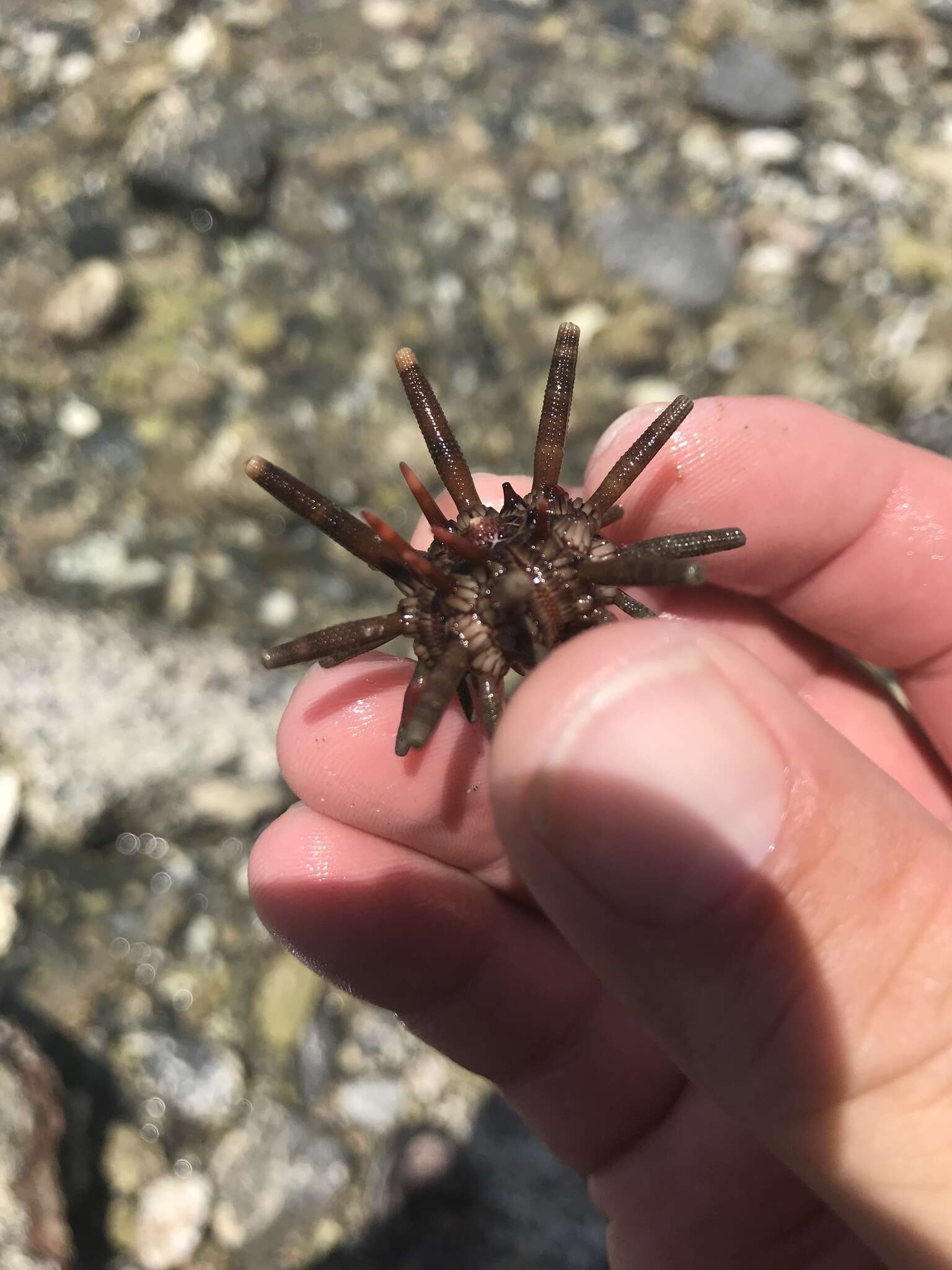 Image of slate pencil urchin