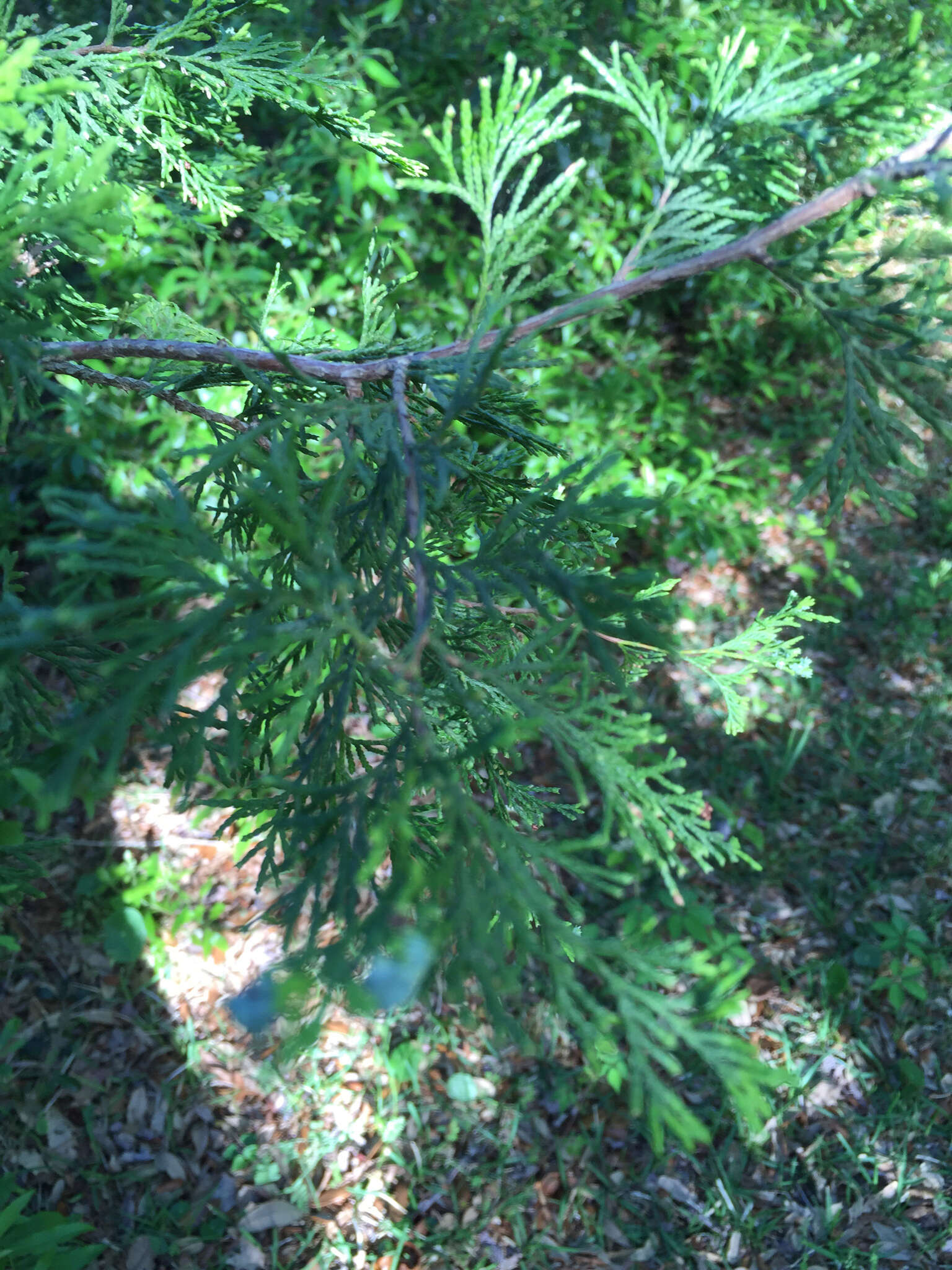 Image of Atlantic White Cedar