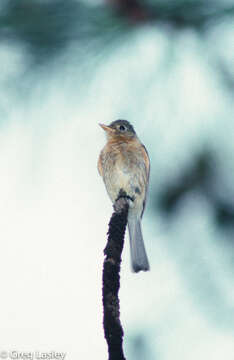 Image of Buff-breasted Flycatcher