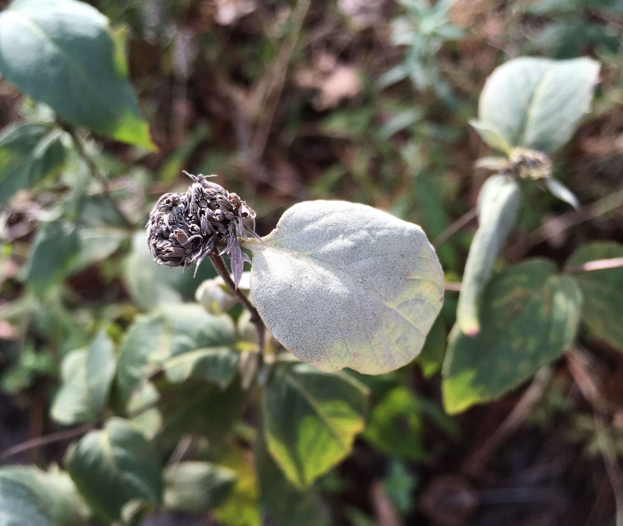 صورة Pycnanthemum floridanum E. Grant & Epling