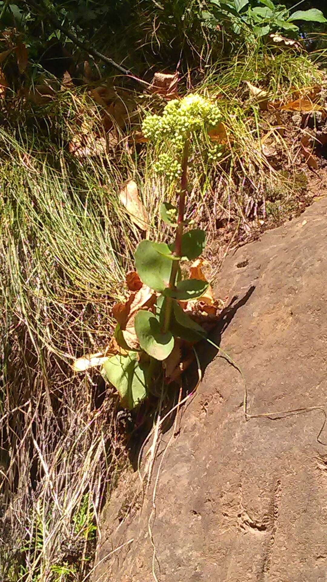 Image of Hylotelephium caucasicum (Grossh.) H. Ohba