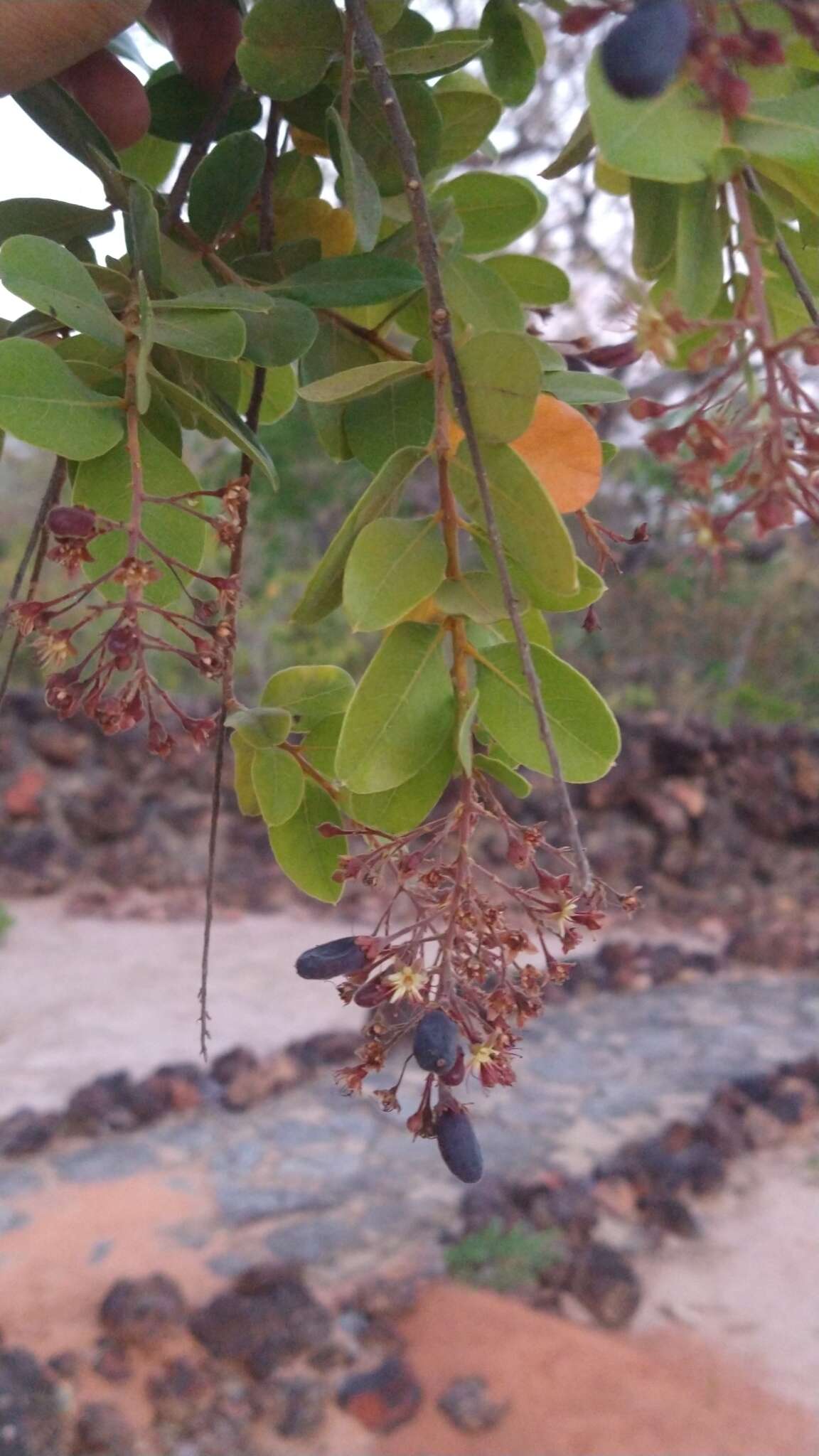 Image of Hirtella ciliata Mart. & Zucc.