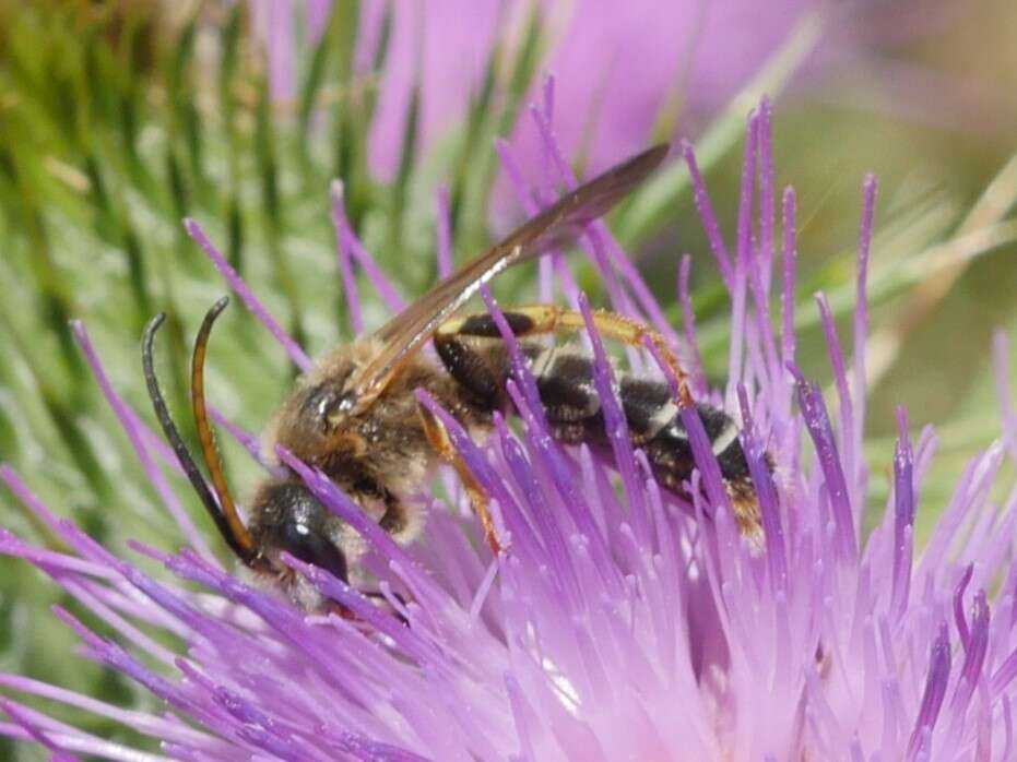 Image of Halictus quadricinctus (Fabricius 1776)