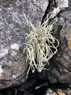 Imagem de Ramalina cuspidata (Ach.) Nyl.