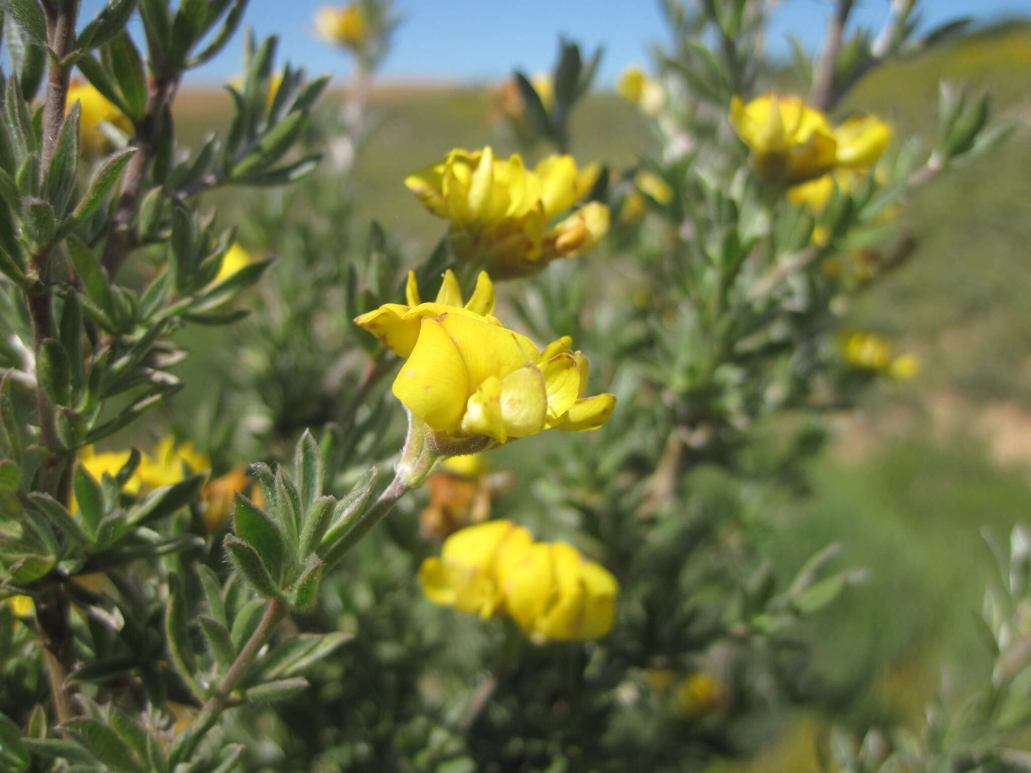 Image of Polhillia ignota Boatwr.