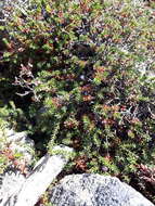 Image of purple crowberry