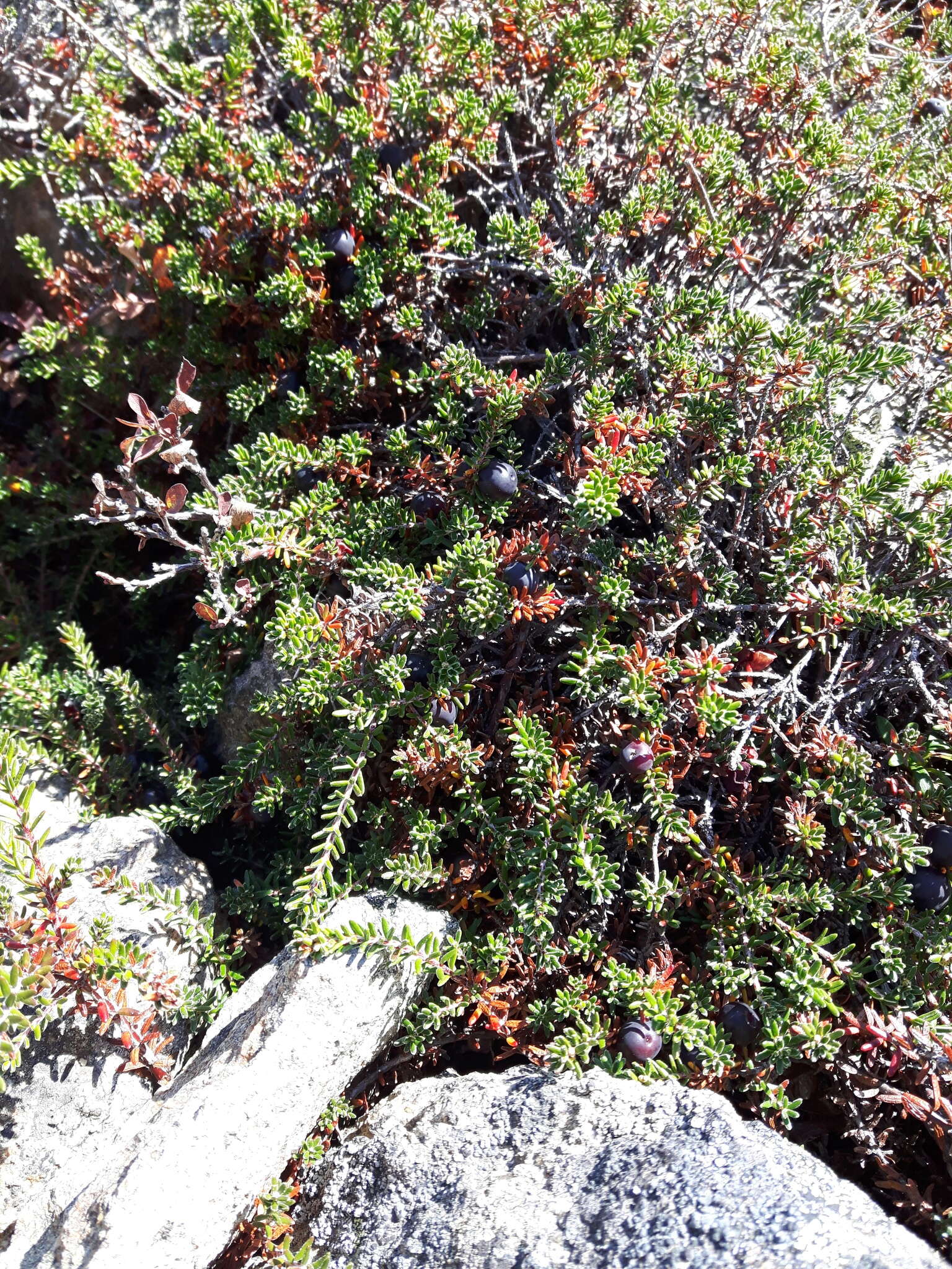 Image of purple crowberry