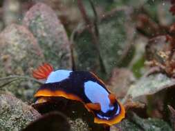 Image de Chromodoris westraliensis (O'Donoghue 1924)