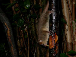 Image of Brown Mouse Lemur