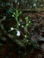 Image of Habenaria plantaginea Lindl.